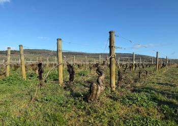 STEVE MACNAULL / FREE PRESS
                                Most of Burgundy is a patchwork of vineyards.