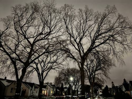 Russell Wangersky / Free Press
                                Once cut down, Winnipeg&rsquo;s mature tree canopy isn&rsquo;t easily or quickly replaced.