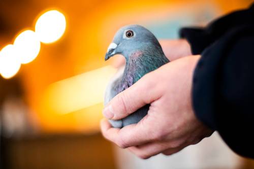 Francisco Seco / The Associated Press
                                A racing pigeon.