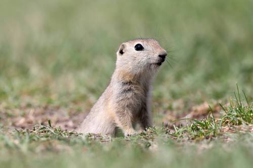 File/Brandon Sun
                                A Richardson&rsquo;s ground squirrel.