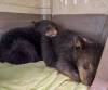 JUDY STEARNS PHOTO
                                Black Bear Rescue Manitoba has six cubs currently in its care.