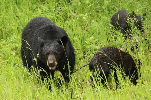 Tim Smith/The Brandon Sun
                                A black bear mother and two cubs forage for food in the rain in Riding Mountain National Park.