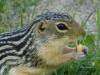 Submitted / Scott Forbes
                                A 13-lined ground squirrel that shares Scott Forbes&rsquo; property.