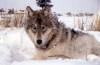 Yellowstone National Park photo
                                In 1995, the Yellowstone Wolf Reintroduction Project brought wolves from Canada to Yellowstone National Park.