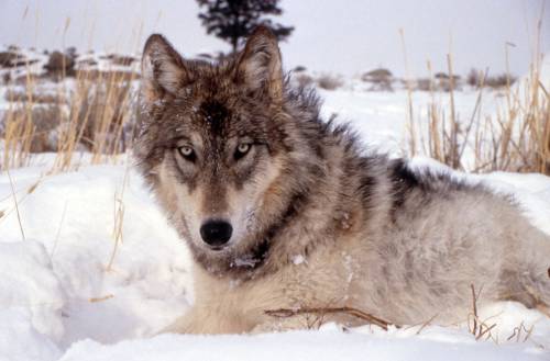 Yellowstone National Park photo
                                In 1995, the Yellowstone Wolf Reintroduction Project brought wolves from Canada to Yellowstone National Park.