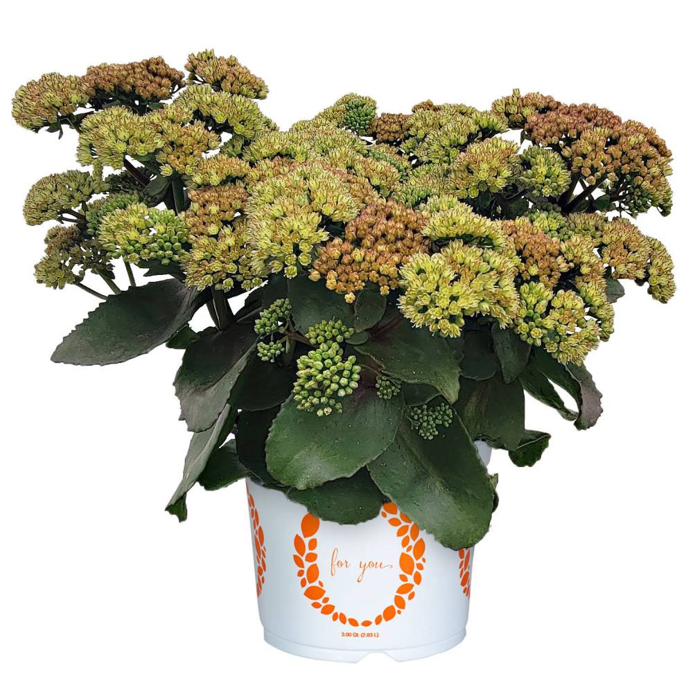 Sedum Cloudburst Green Flash, part of the True North Perennials collection from Dummen Orange, has exceptional mildew resistance and unique colouring.