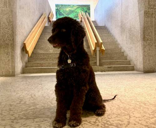 Stephen Borys Photo
                                Liadan, Stephen Borys&rsquo;s dearly departed Irish Water Spaniel, during a past visit to the WAG-Qaumajuq