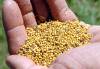 Mike McCleary / The Associated Press files 
                                A new genetically modified canola has the potential to push into areas previously too hot and dry for it &mdash; areas mustard (above) thrives in.