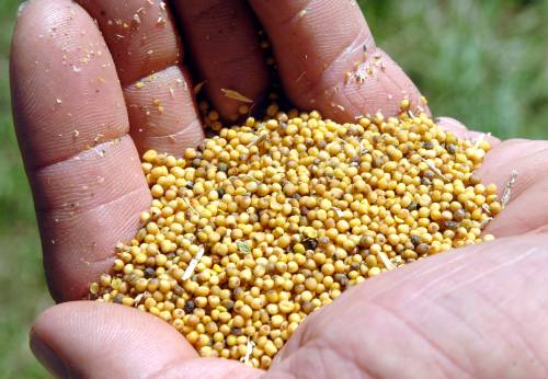 Mike McCleary / The Associated Press files 
                                A new genetically modified canola has the potential to push into areas previously too hot and dry for it &mdash; areas mustard (above) thrives in.