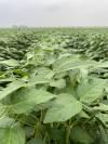 FILES
                                Soybeans do not require much nitrogen fertilizer.