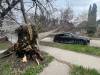 MIKE APORIUS / FREE PRESS
                                A tree on Stiles Street was blown over and fell atop a car.