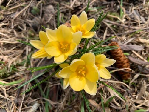 Pam Frampton photo
                                Spring flowers are a sure sign of brighter days ahead.