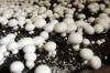 KEN GIGLIOTTI / FREE PRESS files
                                Mushrooms in Loveday Mushroom Farms&rsquo; growing area.
