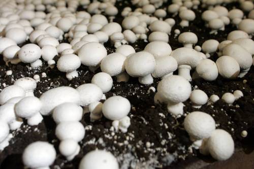 KEN GIGLIOTTI / FREE PRESS files
                                Mushrooms in Loveday Mushroom Farms&rsquo; growing area.