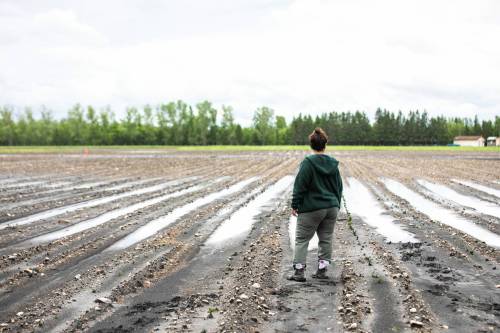 MIKAELA MACKENZIE / FREE PRESS
                                Danielle Boonstra, co-owner of Boonstra Farms, surveys a waterlogged strawberry field (with new seedlings) at the company&rsquo;s berry picking site near Stonewall on Thursday.