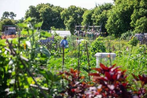 MIKAELA MACKENZIE / FREE PRESS FILES
                                A recent report suggests community gardens should be recognized as more than just spaces to pursue a hobby.