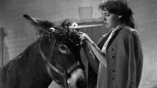 Supplied
                                Robert Bresson&rsquo;s donkey-led film Au Hasard Balthazar plays at Dave Barber Cinematheque Friday.