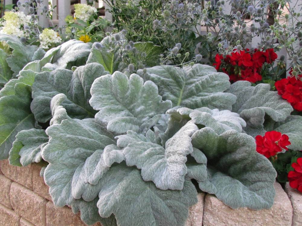 Colleen Zacharias photo
                                Surprise! I&rsquo;m a Salvia, too. Salvia argentea Silver Sage boasts velvety soft foliage.