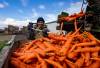 Christinne Muschi / The Canadian Press files
                                Carrots are harvested at fourth-generation, family-run vegetable business Mas & Fils Jardiniers in Saint-Michel, Que.