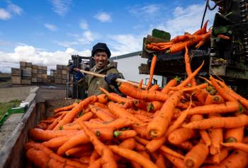 Christinne Muschi / The Canadian Press files
                                Carrots are harvested at fourth-generation, family-run vegetable business Mas & Fils Jardiniers in Saint-Michel, Que.