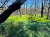 RUSSELL WANGERSKY / FREE PRESS
                                With the spruce canopy burned away in a Newfoundland forest fire, a vast moss bed has been replaced with lush grasses.