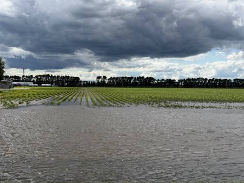 Laura Rance-Unger 
                                Manitoba farmers must decide how much more to spend protecting this year&rsquo;s waterlogged crops.