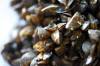 MIKE DEAL / FREE PRESS FILES
                                Zebra mussles are considered an aquatic invasive species in Manitoba.