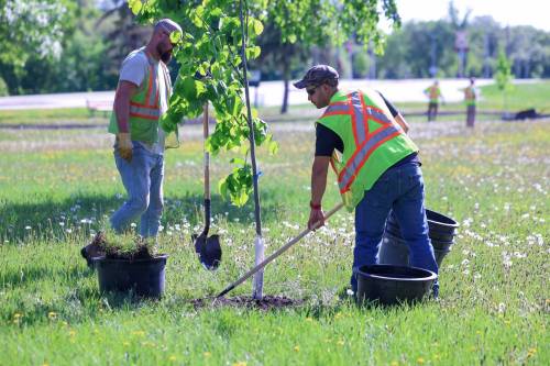 City crews plant trees in Andrew Currie Park in June. (Ruth Bonneville / Free Press files)