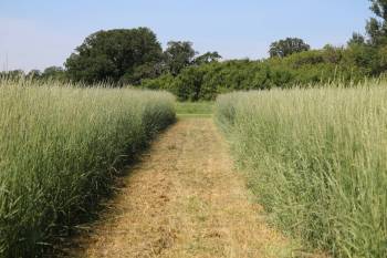 University of Manitoba 
                                University of Manitoba research plots of Kernza, a perennial wheat that produces grain for milling into baked goods.