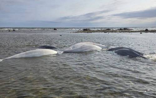 Stranded beluga whales in shallow water near the public beach in Churchill. (Manitoba Conservation Officer Association supplied photo)