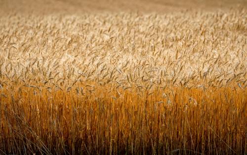 JEFF MCINTOSH / THE CANADIAN PRESS FILES 
                                Agriculture and Agri-Food Canada predicts this year&rsquo;s total crop will be six per cent smaller than 2025, but still above the five-year average.