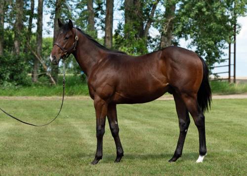 Ross McKague photo
                                Catawba joins 47 others that will be offered in the yearling sale at the sales pavilion in the Assiniboia Downs backstretch at 3:30 on Thursday.
