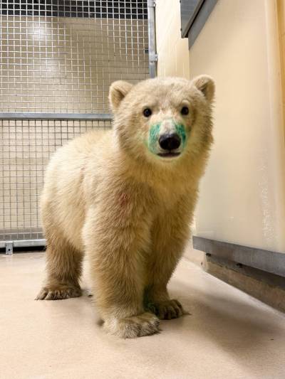 SUPPLIED
                                An orphaned polar bear cub arrived at the Assiniboine Park Zoo Thursday night. It was found in Churchill by conservation officers and is currently undergoing medical care at the zoo.