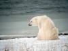KT MILLER / POLAR BEARS INTERNATIONAL FILE PHOTO 
                                Polar bears are designated as a threatened species in Manitoba and are protected under provincial legislation.