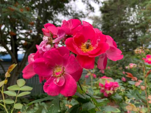 Pam Frampton photo
                                Busy as a bee in the heart of a flower.