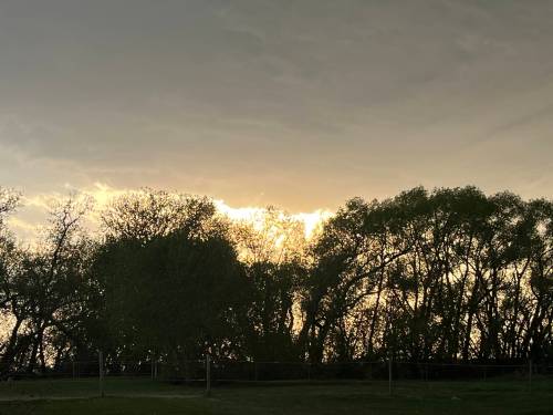 Russell Wangersky/Free Press
                                Which municipal candidates will pledge to protect Winnipeg&rsquo;s trees, Erna Buffie asks.