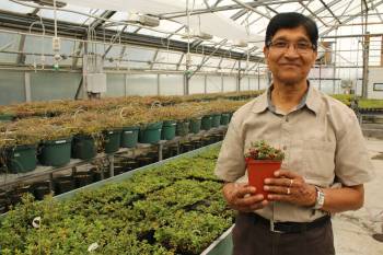 AAFC photo
                                Samir Debnath with one of the lingonberry varieties he studies in the Research and Development Centre greenhouse in St. John&rsquo;s, N.L.