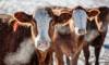 Jeff McIntosh / THE CANADIAN PRESS FILES
                                About 57 cases of livestock theft in Manitoba were reported to RCMP between 2021 and 2025.