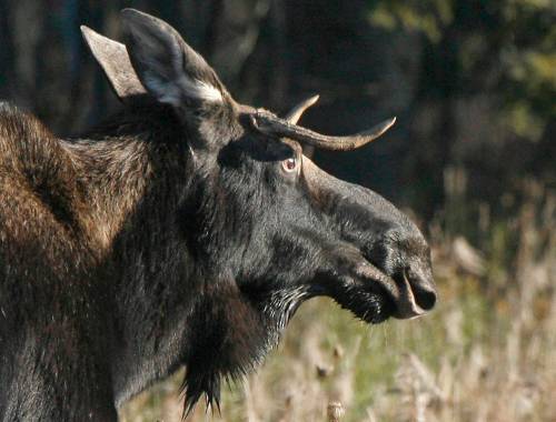The Associated Press files
                                Manitoba&rsquo;s moose population is vulnerable.