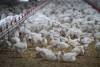 DARRYL DYCK /THE CANADIAN PRESS FILES
                                Chickens at a poultry farm in Abbotsford, B.C. Canadian per capita consumption of chicken has increased to one kilogram per person.