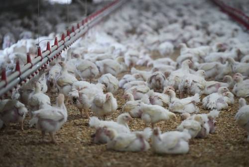 DARRYL DYCK /THE CANADIAN PRESS FILES
                                Chickens at a poultry farm in Abbotsford, B.C. Canadian per capita consumption of chicken has increased to one kilogram per person.