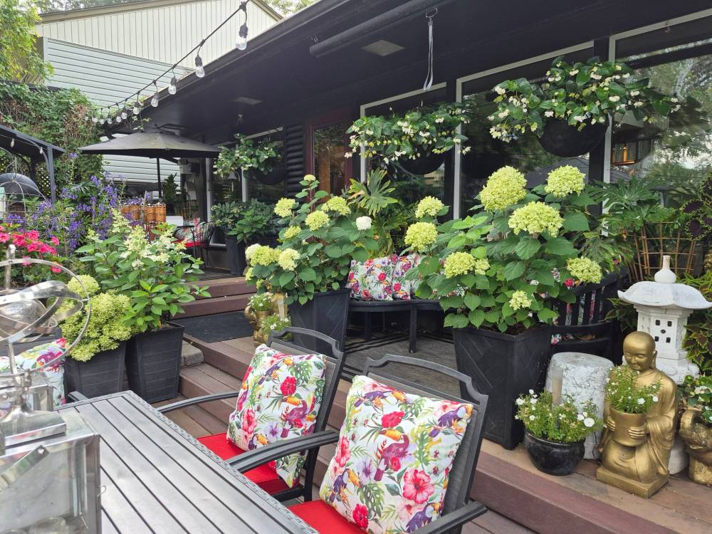 Colleen Zacharias photo
                                This backyard deck, built for entertaining, features potted hydrangeas and an Asian theme.